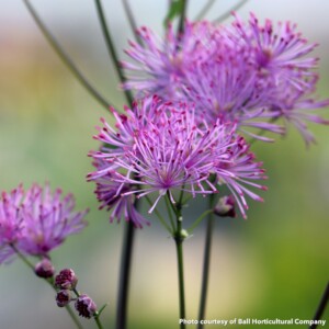 Thalictrum aguilegifolium NIMBUS™ Pink (Meadow Rue) PPAF