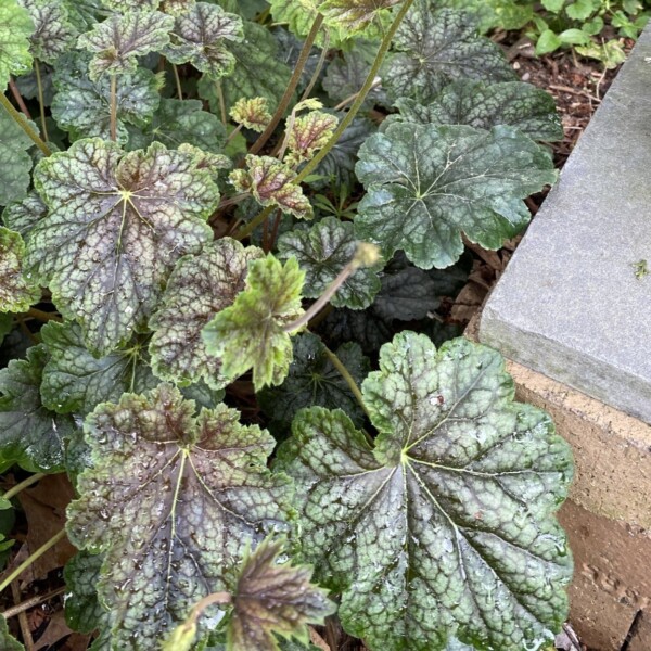 Heuchera americana (Coral Bells) - Image 4