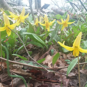 Erythronium americanum (Yellow Trout Lily)