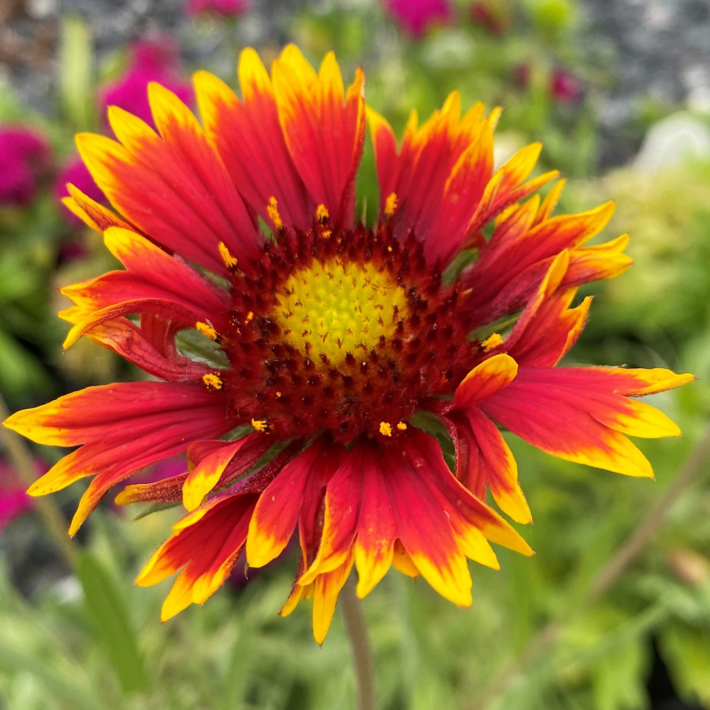 Gaillardia ‘Goblin’ (Blanket Flower) Cavano's Perennials