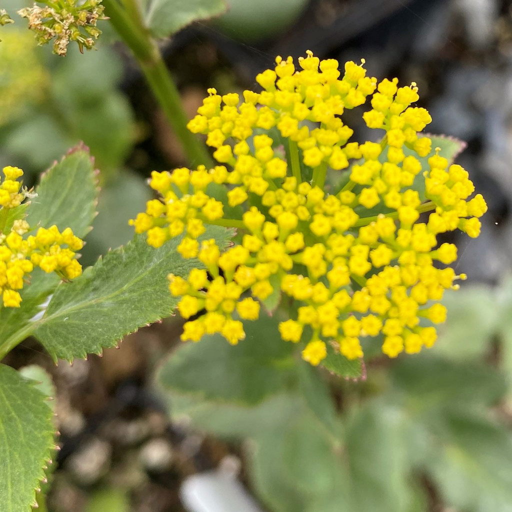 Zizia aptera (Golden Alexander) - Cavano's Perennials