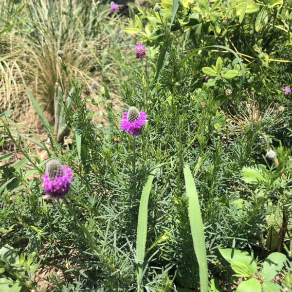 Dalea purpurea (Purple Prairie Clover)