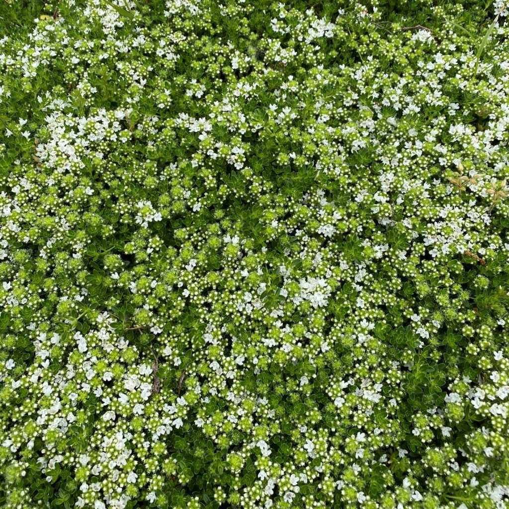 Thymus s. ‘Albiflorus’ (Creeping Thyme) - Cavano's Perennials