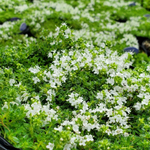 Thyme White Creeping