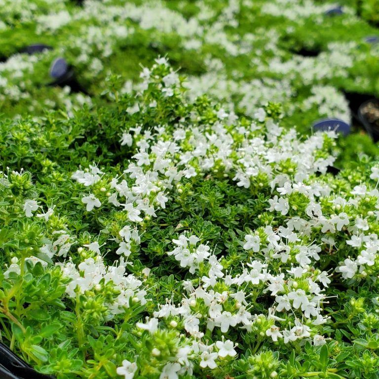 Thymus s. ‘Albiflorus’ (Creeping Thyme) Cavano's Perennials