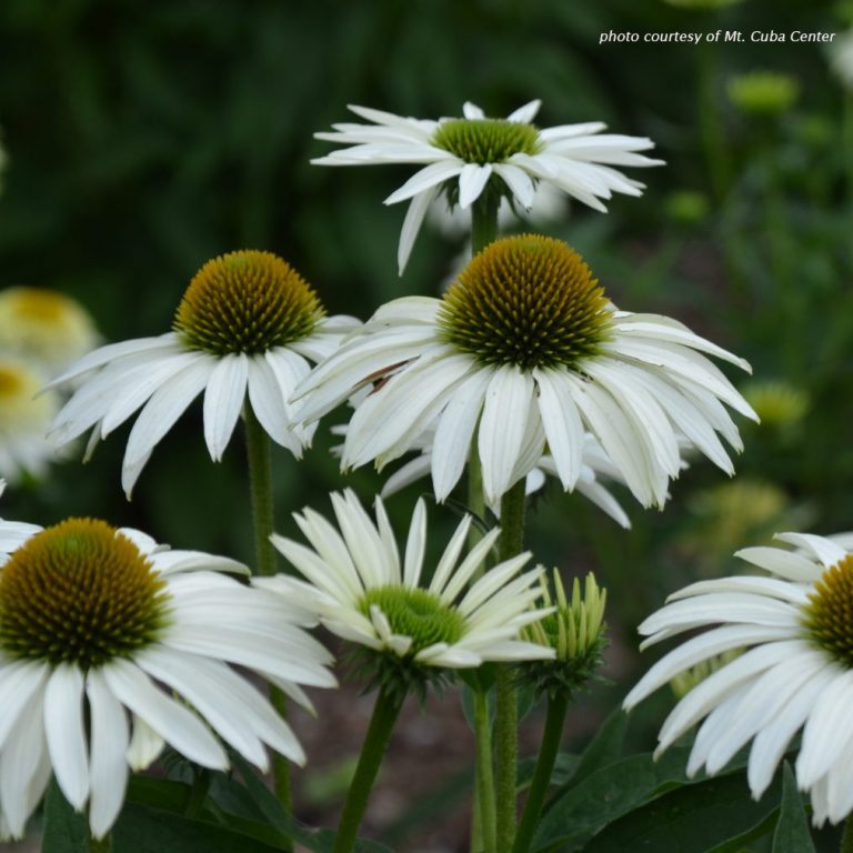 Echinacea ‘Baby Swan White’ (Coneflower) - Cavano's Perennials