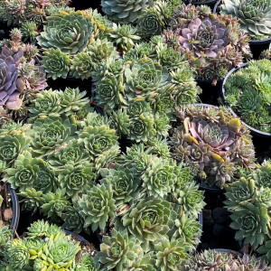 Sempervivum Premium Mixed (Hens & Chicks)
