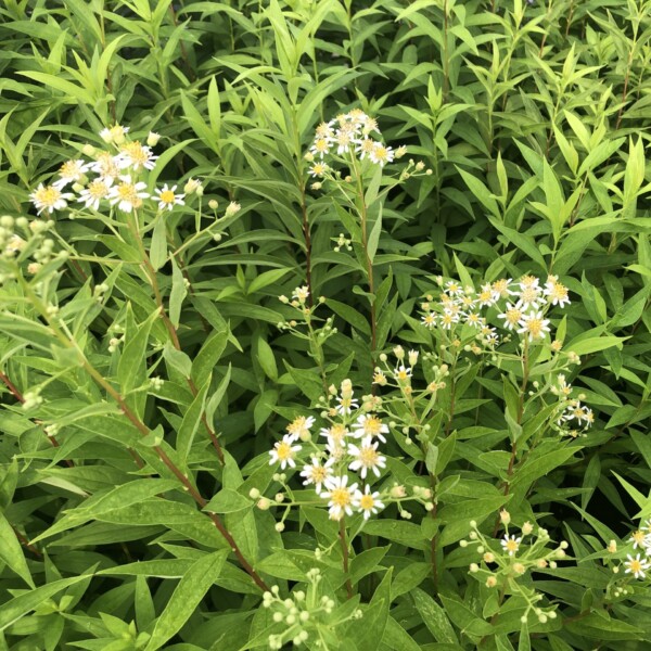 Aster umbellatus (Flat Topped Aster)