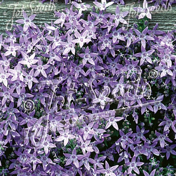 Campanula garganica (Adriatic Bellflower)