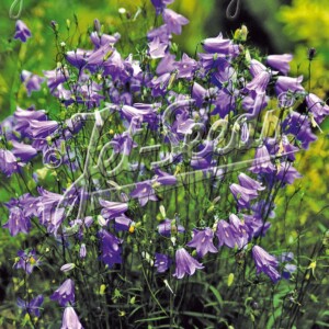 Campanula rotundifolia (Harebell)