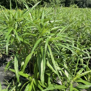 Helianthus angustifolius (Swamp Sunflower)