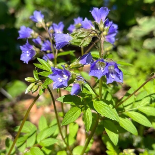 Polemonium reptans (Jacob's Ladder)