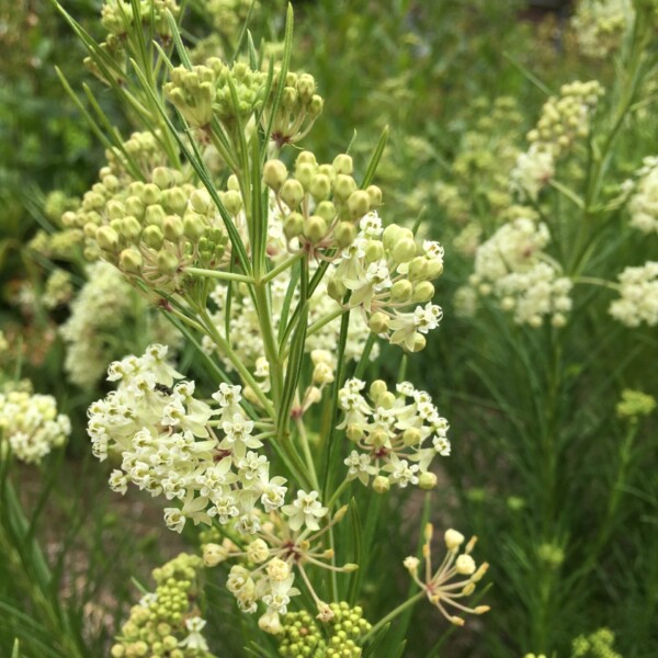 Asclepias verticillata (Whorled Milkweed) - Image 2