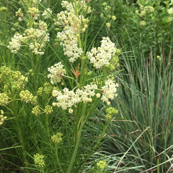 Asclepias verticillata (Whorled Milkweed)