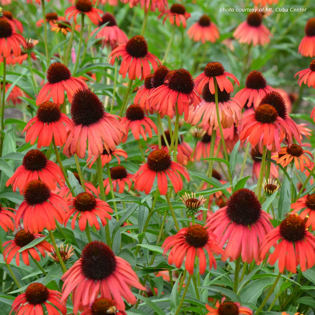 Echinacea Postman (Coneflower) - Cavano's Perennials