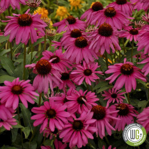 Echinacea x Butterfly™ 'Purple Emperor' PP24,459 (Coneflower)