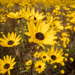 Helianthus angustifolius (Swamp Sunflower)