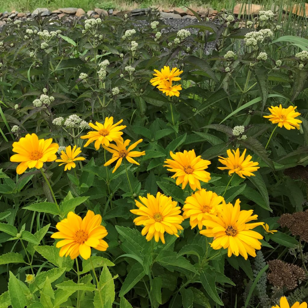 Heliopsis h. ‘Summer Sun’ (False Sunflower) - Cavano’s Perennials