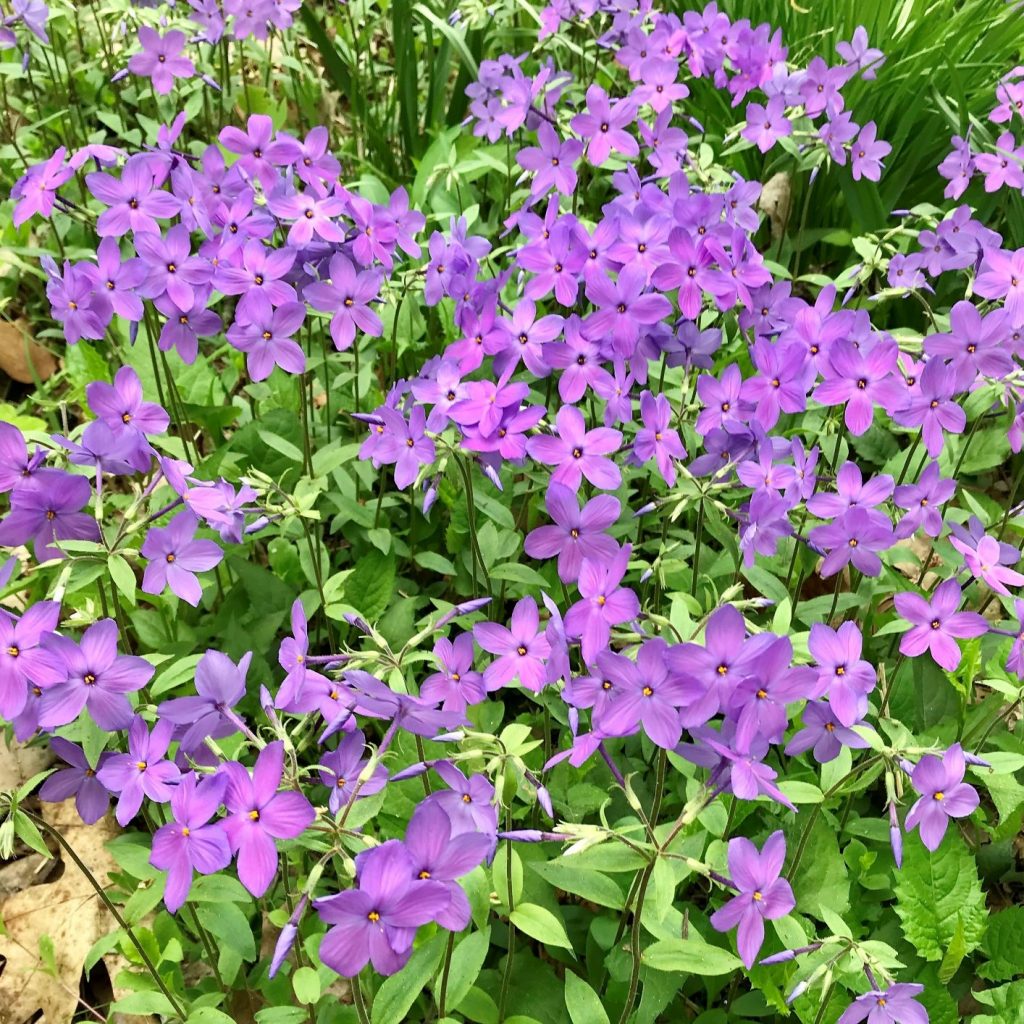 Phlox ‘sherwood Purple Creeping Phlox Cavanos Perennials