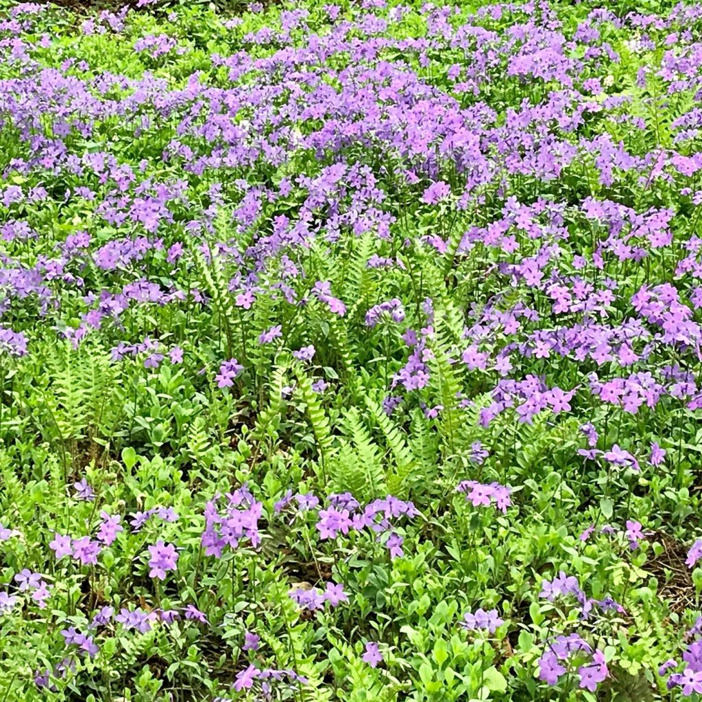 Phlox ‘sherwood Purple Creeping Phlox Cavanos Perennials