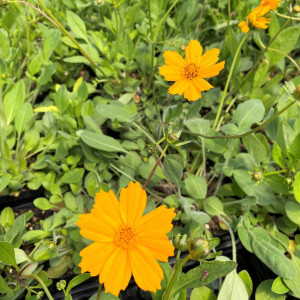 Coreopsis auriculata 'Elfin Gold' (Tickseed)
