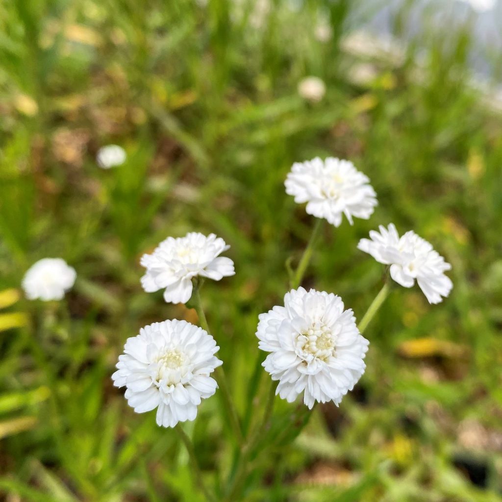 Achillea ‘Peter Cottontail’ (Yarrow) - Cavano's Perennials