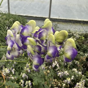 Aconitum x cammarum 'Bicolor' (Monkshood)