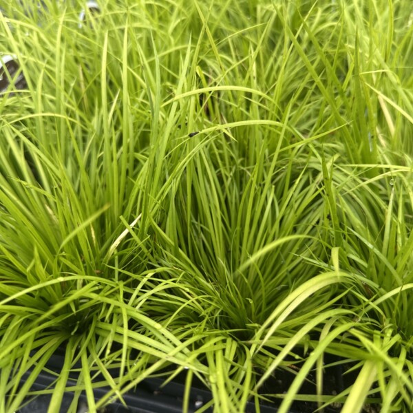 Acorus gramineus ‘Minimus Aureus’ (Sweet Flag)