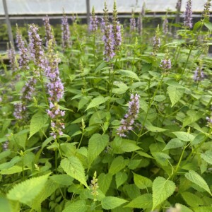 Agastache rugosa 'Little Adder' (Anise Hyssop)