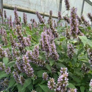 Agastache x Beelicious® Purple ‘Agapd’ (Anise Hyssop)