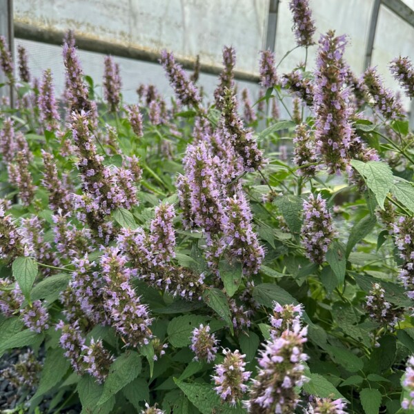 Agastache x Beelicious® Purple ‘Agapd’ (Anise Hyssop)