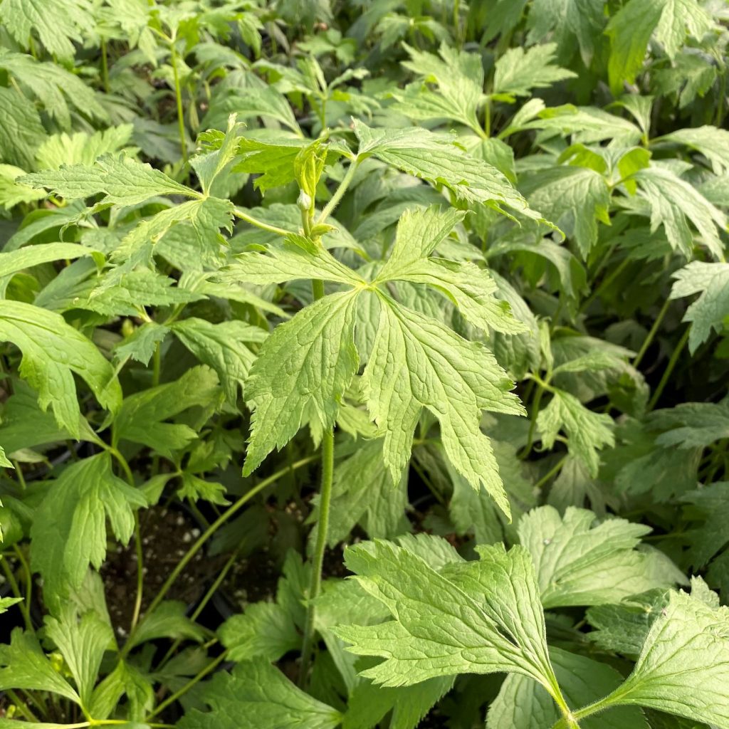 Anemone virginiana (Thimbleweed) - Cavano's Perennials