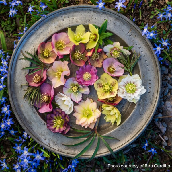 Helleborus Brandywine™ (Lenten Rose)