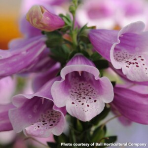 Digitalis purpurea 'Dalmatian Rose' (Foxglove)