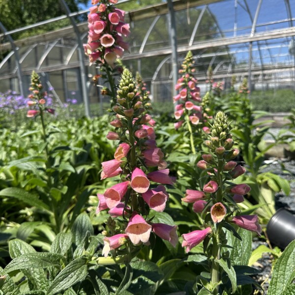 Digitalis x Arctic Fox Rose 'Balroxose' (Foxglove) - Image 2