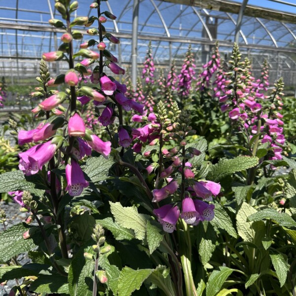 Digitalis x 'Pink Panther' (Foxglove)