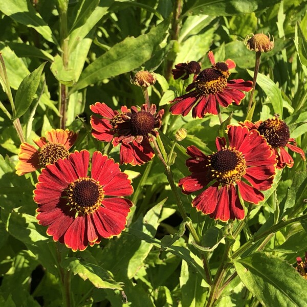 Helenium x 'Potter's Wheel' (Sneezeweed)