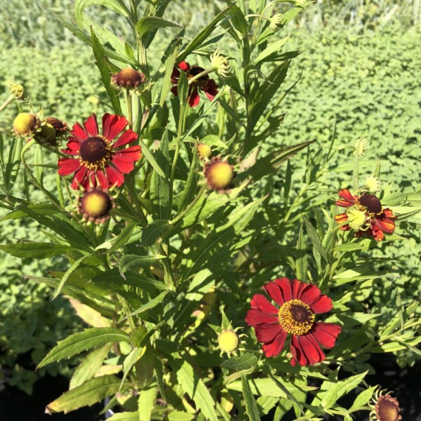 Helenium x 'Rubinzwerg' (Sneezeweed)