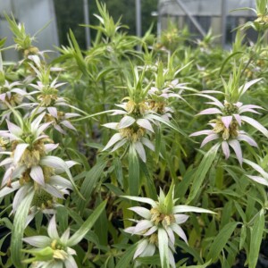 Monarda punctata 'Beebop' (Spotted Beebalm)