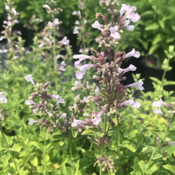 Nepeta x fassenii Whispurr™ Pink 'Balpurrink’ (Catmint) - Image 2