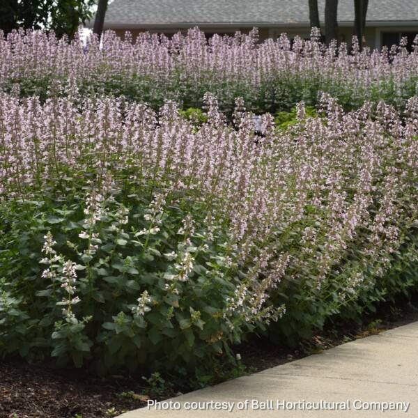 Nepeta x fassenii Whispurr™ Pink 'Balpurrink’ (Catmint)