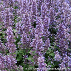 Nepeta faassenii Whispurr™ Blue (Catmint) PPAF