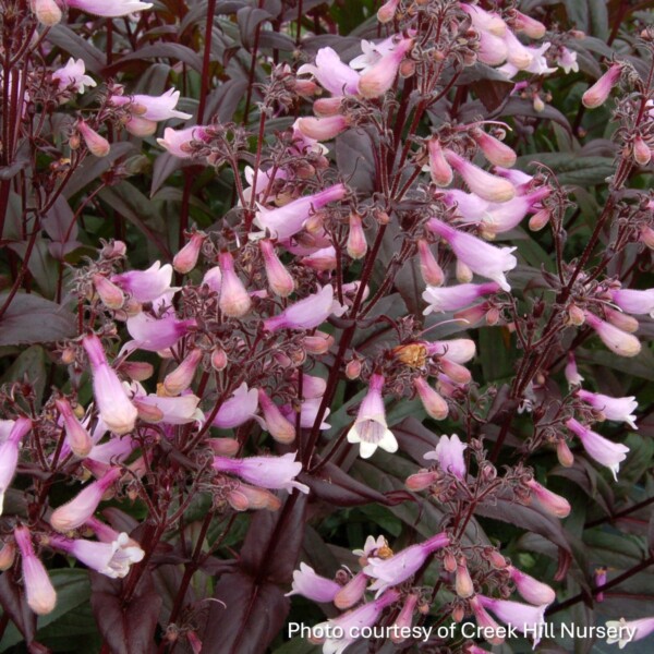 Penstemon x 'Dark Towers' (Beardtongue