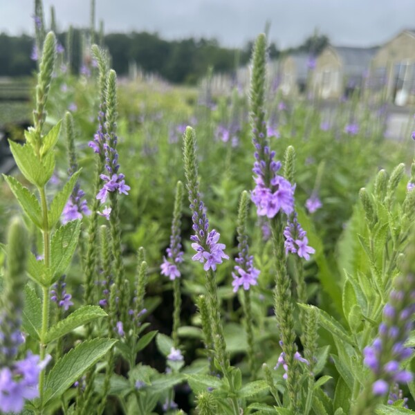 Verbena stricta (Hoary Vervain)