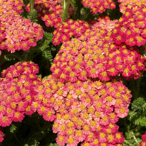 Achillea millefolium Desert Eve™ Red (Yarrow) PP#22,333