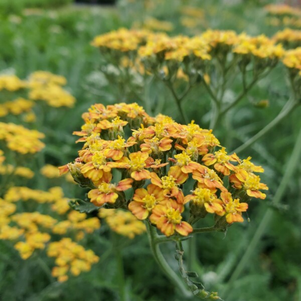 Achillea x 'Terracotta' (Yarrow) - Image 2