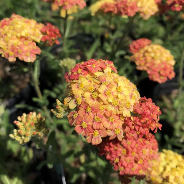 Achillea x 'Terracotta' (Yarrow)