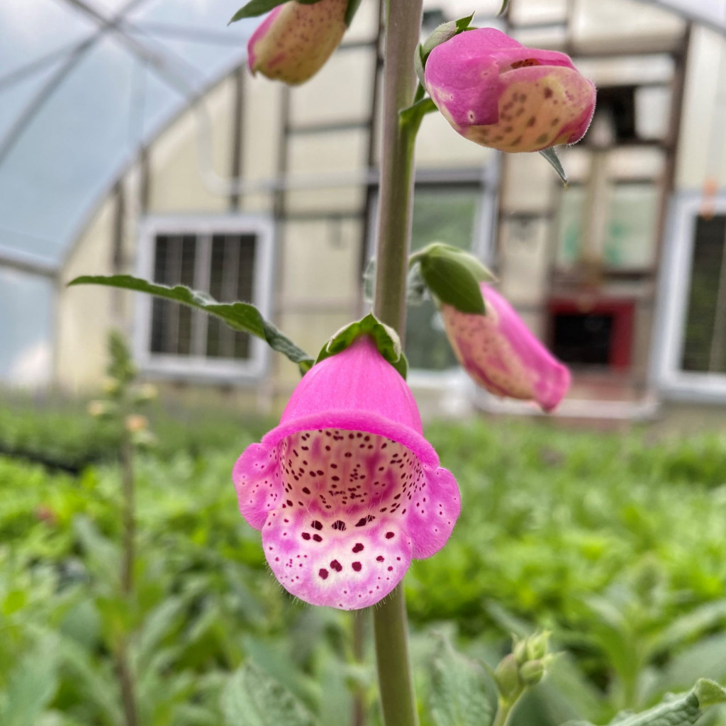 Digitalis x ‘Pink Panther’ (Foxglove) Cavano's Perennials