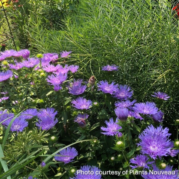 Stokesia laevis ‘Mels Blue’ (Stokes’ Aster)