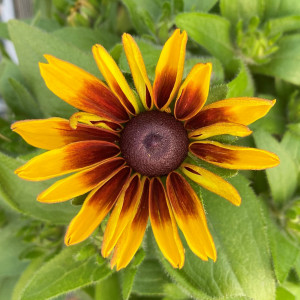 Rudbeckia hirta 'Toto Rustic' (Gloriosa Daisy)